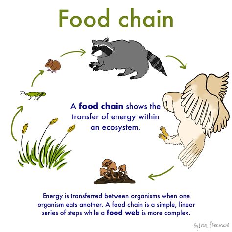 Food chain Definition and Examples - Biology Online Dictionary