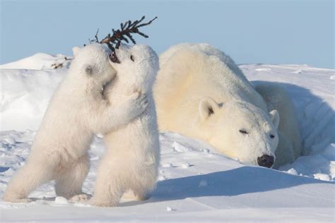 Polar bear cubs 'hug' as they step out with their mum for some winter fun