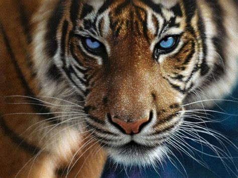 Tiger Eyes Wallpapers - Top Free Tiger Eyes Backgrounds - WallpaperAccess