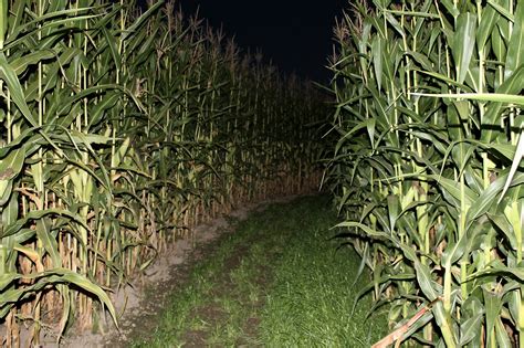 Get Spooked When You Visit Michigan's Haunted New Salem Corn Maze