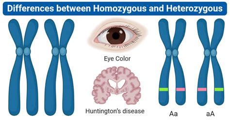 Homozygous vs. Heterozygous: 10 Differences, Examples