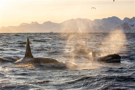 An ode to the Arctic. Free diving with orcas - Todd Thimios