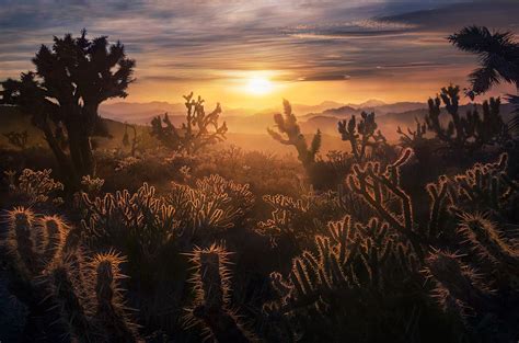 Beautiful Thorns | Mojave Desert Mountains, California | Marc Adamus Photography