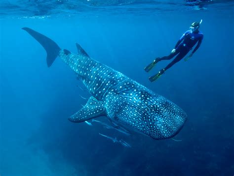 ningaloo-whale-sharks - Australia Liveaboard