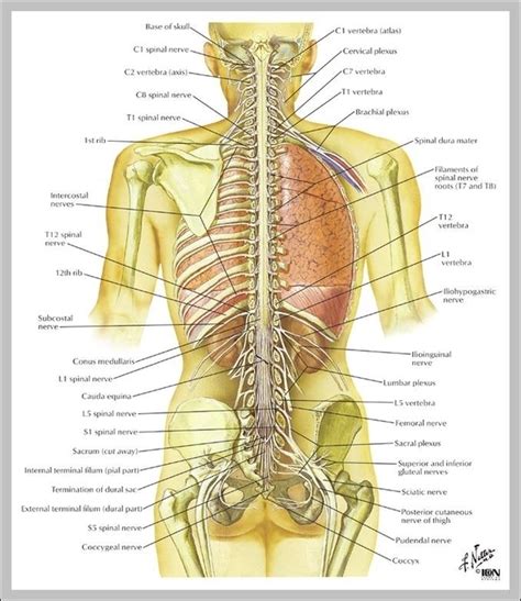 Back Anatomy Image - Graph Diagram