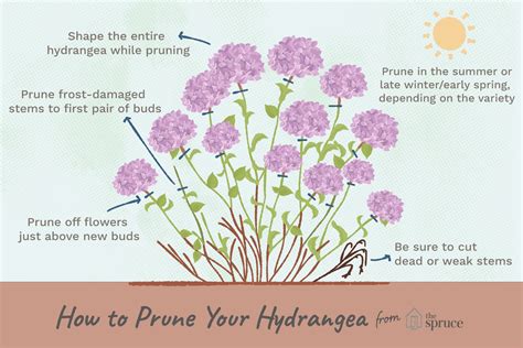 How to Prune Different Kinds of Hydrangeas