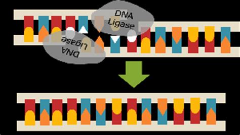 DNA Ligase: Definition & Role - Video & Lesson Transcript | Study.com