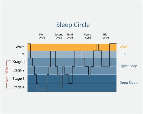 5 Stages Of Sleep Psychology Cycle Sequence – NBKomputer