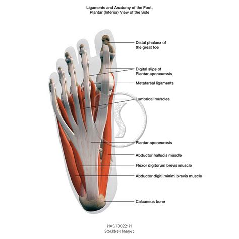 Ligaments and muscles of the human foot, planar view of the sole with labels. | Stocktrek Images