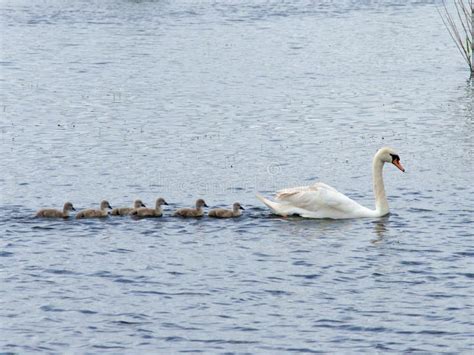 Swan with six cygnets stock photo. Image of lake, young - 110638800