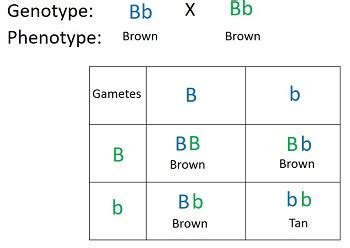 A heterozygous dominant brown mouse is crossed with a heterozygous brown mouse (tan is the ...