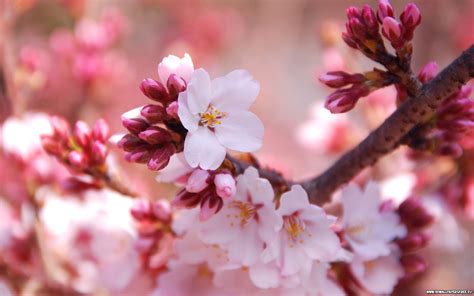 🔥 [45+] Cherry Blossom Wallpapers HD | WallpaperSafari