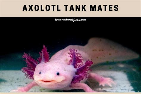 Axolotl Tank Mates : What Can You Put In A Tank With Axolotls? 9 Cool Facts