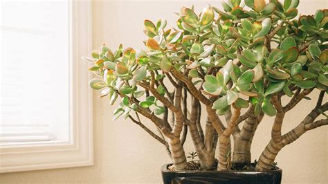 Succulent Plants - How to Grow and Care for Succulents Indoors