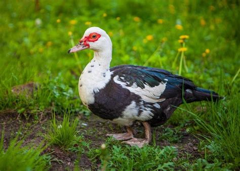 Best Meat Duck Breeds - The Happy Chicken Coop