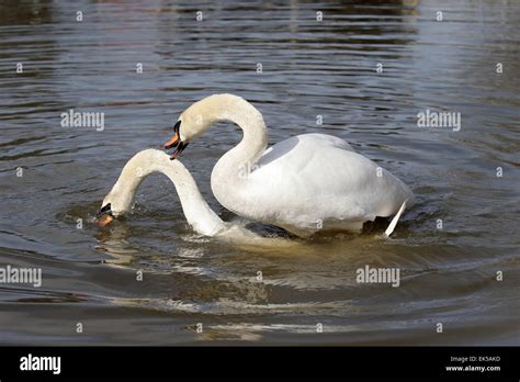 Mating swan hi-res stock photography and images - Alamy