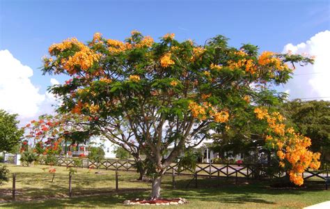 Native and Exotic Plants of Florida: Royal Poinsiana trees blooming now