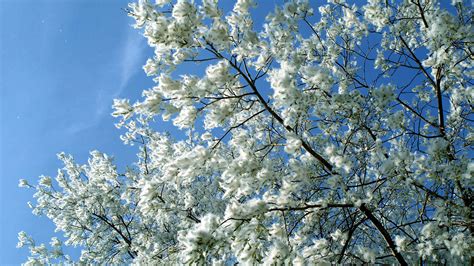 Poplar Tree Identification