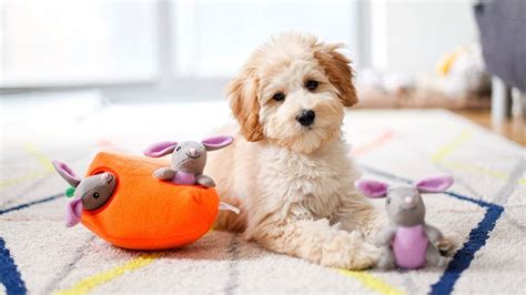 5 Best Interactive Dog Toys of 2022 - Reviewed