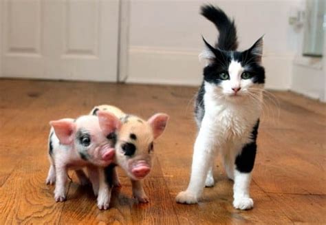 5 Fun Facts About Teacup Pigs