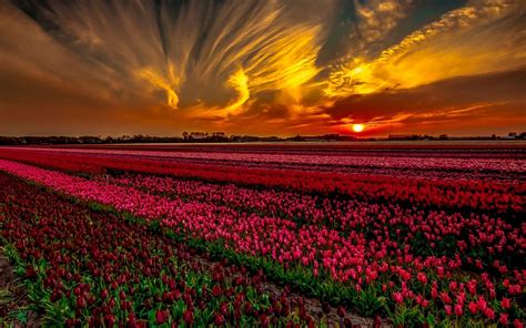 Tulips Field At Sunset Wallpapers - Wallpaper Cave