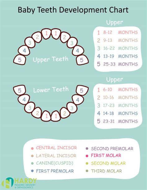 Tooth Eruption Chart Printable