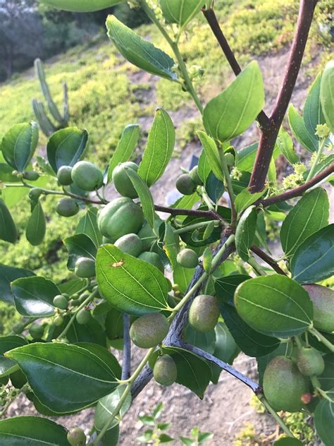 Fruit tree identification - General Fruit Growing - Growing Fruit