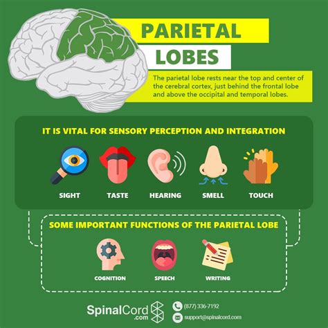 Parietal Lobe: Function, Location, and Structure