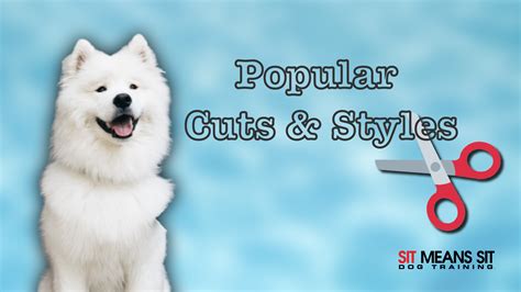 The Most Popular Dog Grooming Cuts & Styles | Sit Means Sit San Gabriel Valley