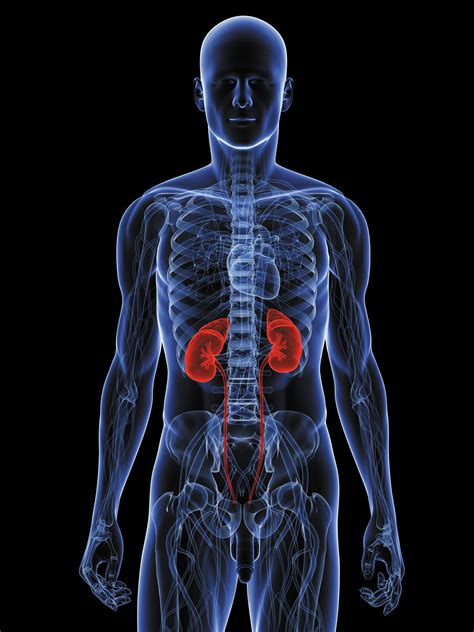 Is my kidney causing my back pain? - Harvard Health