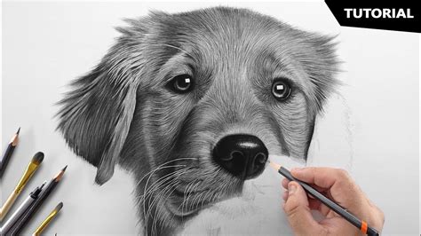 How To Draw A Realistic Looking Dog - Distancetraffic19