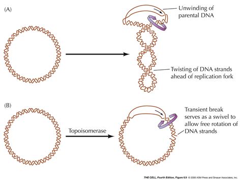 DNA Replication