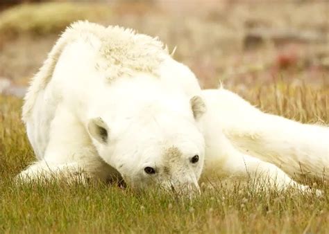 The viral photo of a starving polar bear might be dying of cancer, not climate change.