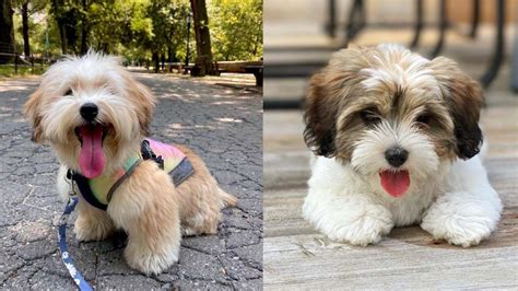 Havanese Dog Colors: A Complete List of All 16 Recognized Coat Colors | Puppies Club | Havanese ...