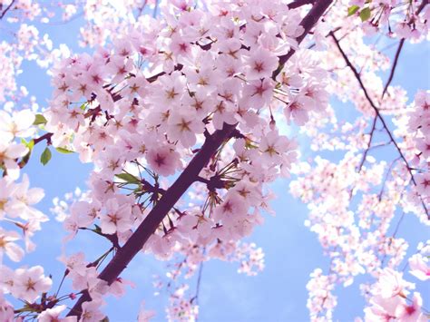 🔥 [40+] Pink Cherry Blossom Wallpapers | WallpaperSafari