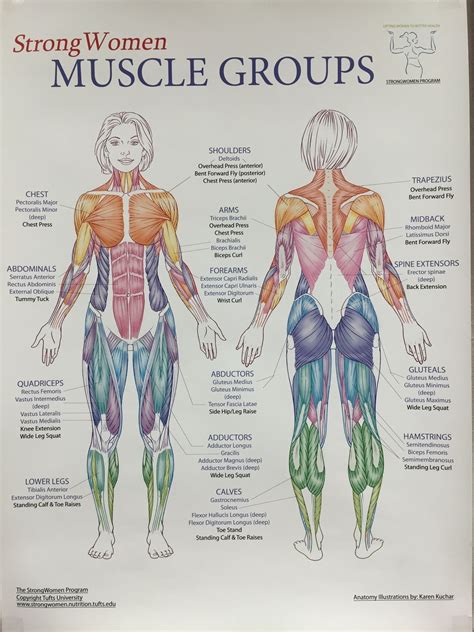 Anatomy Of The Female Body Muscles