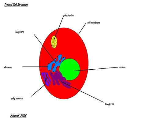 Red Blood Cell Diagram Labeled - ClipArt Best