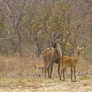 Roan Benin Wildlife | AfricaHunting.com