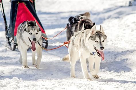 Premium Photo | Dog sledding. siberian husky sled dog team in harness.