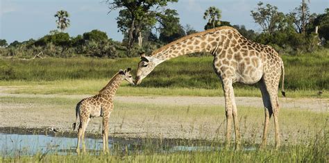 BEST GIRAFFE SAFARI AREAS - The Africa Adventure Company