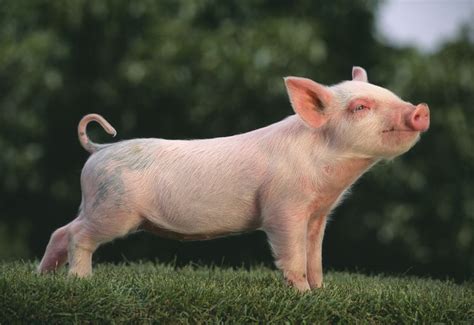 How to Choose Pig Breeds For Your Farm