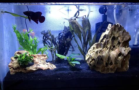 My first planted (betta) tank! : r/PlantedTank