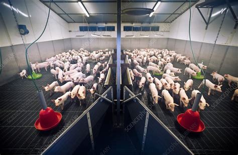 Pig farming - Stock Image - C012/5480 - Science Photo Library