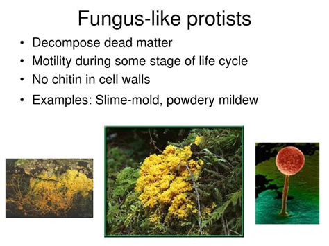 Characteristics Of Fungi Like Protists