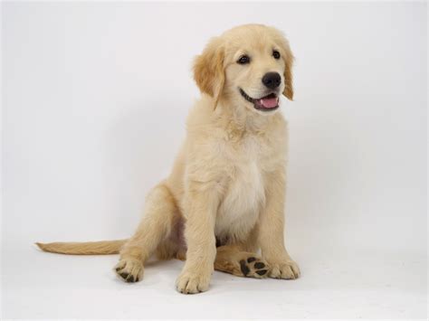 Cute Golden Retriever Puppies Pictures ~ BLOG OF CUTE PUPPIES PICTURES