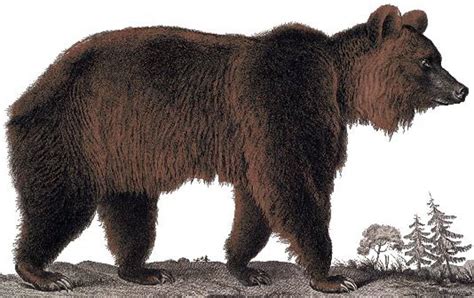 10 Facts About The Atlas Bear (North Africa)