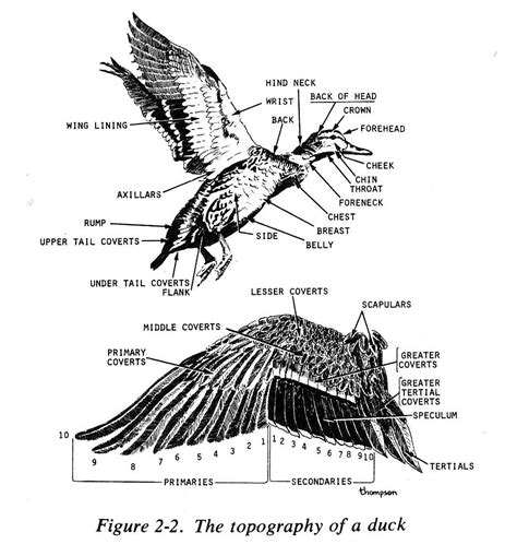 duck anatomy ('topography'?) - | Bird drawings, Animal caricature, Waterfowl art