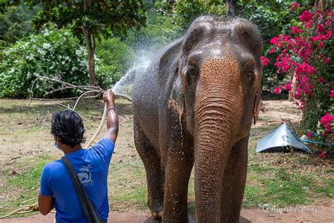 Visiting The Delightful Koh Samui Elephant Sanctuary Thailand