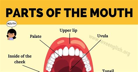 Mouth Anatomy: 11 Different Human Mouth Parts and their Functions - Love English