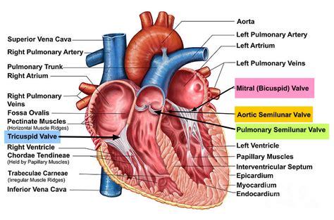 Heart Valves. Function, Purpose and How Many Heart Valves in Your Heart